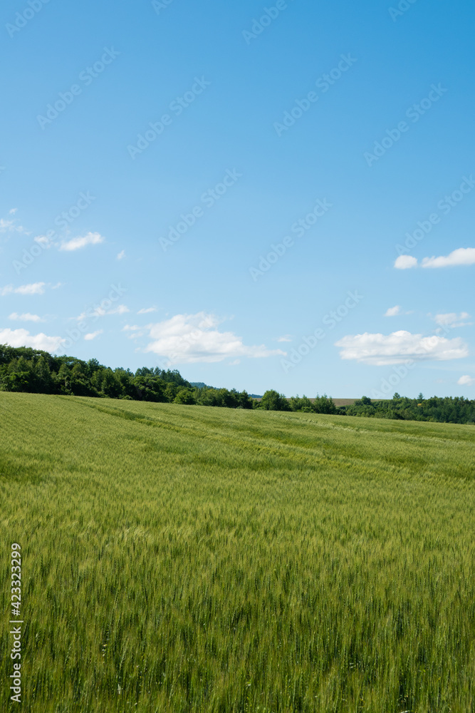 夏の緑のムギ畑
夏の緑のムギ畑