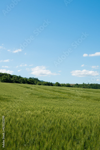 夏の緑のムギ畑 