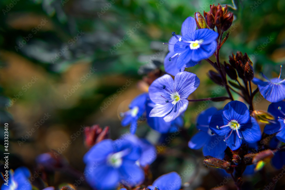 the beautiful wild flower in the spring garden. the beautiful wild flower in the spring garden.