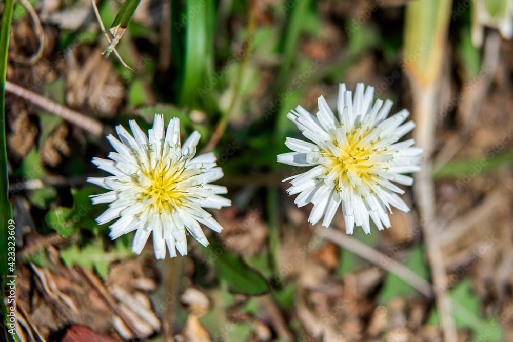 the beautiful wild flower in the spring garden. the beautiful wild flower in the spring garden.