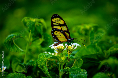 Butterfly on a flower.
