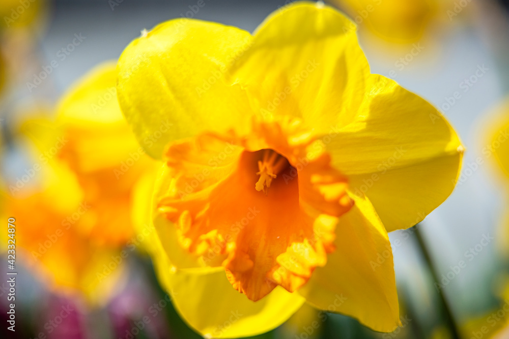 The beautiful Daffodil flower and stamen in the spring garden.
The beautiful Daffodil flower and stamen in the spring garden.