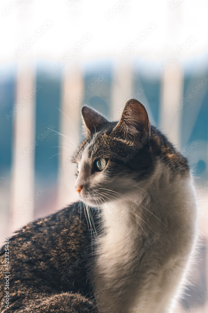 Judith at the window