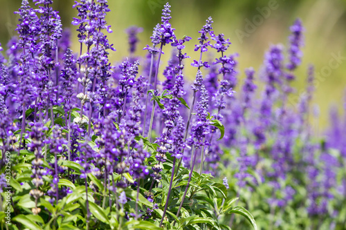 Beautiful blue Salvia(salvia farinacea) flower blooming in outdoor garden.Purple Salvia is herbal plant in the mint family.Botanical,natural,Herb and flower concept.Vivid shade. photo