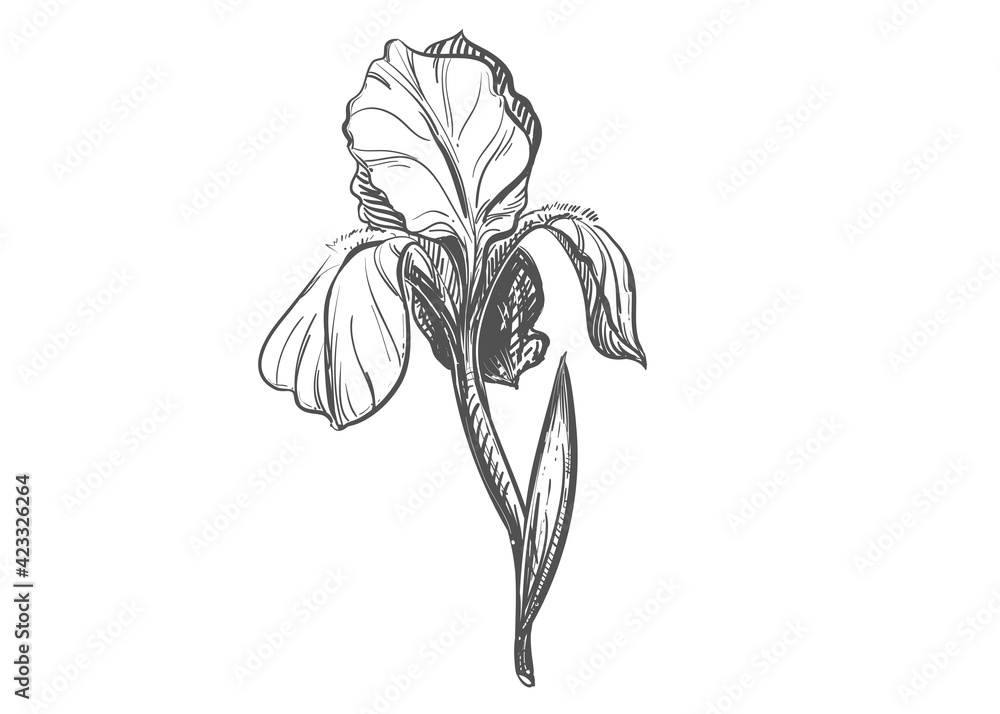 Detailed hand drawn black and white illustration of iris plant, leaf. sketch. Vector. Elements in graphic style label, card, sticker, menu, package.