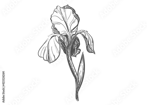 Detailed hand drawn black and white illustration of iris plant, leaf. sketch. Vector. Elements in graphic style label, card, sticker, menu, package.