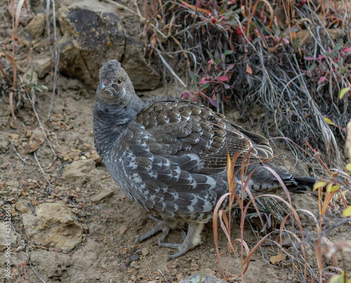 dusky grouse standing on the ground photo