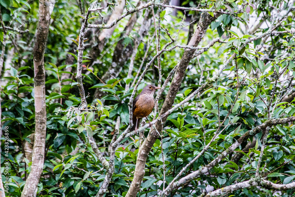 Brazilian birds Brazilian birds