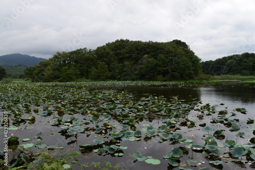swamp, lotus