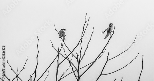 Brazilian birds photo