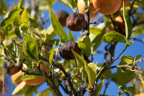 Rotten tangerines hanging from tree