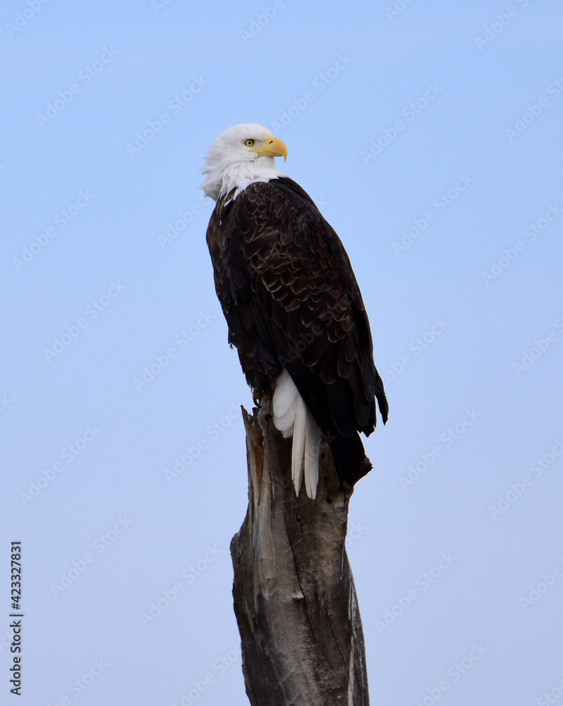 a magnificent bald eagle on a sunny winter day perched atop a dead cottonwood tree in a pond in the bosque del apache national wildlife refuge near socorro, new mexico a magnificent bald eagle on a sunny winter day perched atop a dead cottonwood tree in a pond in the bosque del apache national wildlife refuge near socorro, new mexico