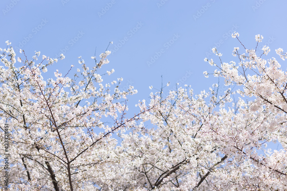 Beautiful floral spring abstract background of nature. Branches of blossoming cherry with selective focus. Banner For easter and spring greeting cards with copy space Beautiful floral spring abstract background of nature. Branches of blossoming cherry with selective focus. Banner For easter and spring greeting cards with copy space
