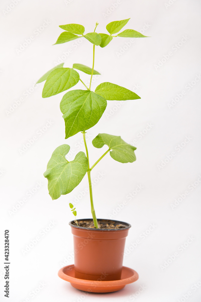 young bean sprout in a pot young bean sprout in a pot