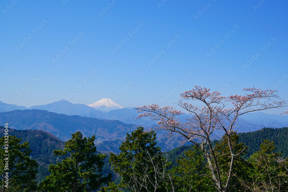 Fototapeta premium 富士山と桜 高尾山の展望台からの景色 春