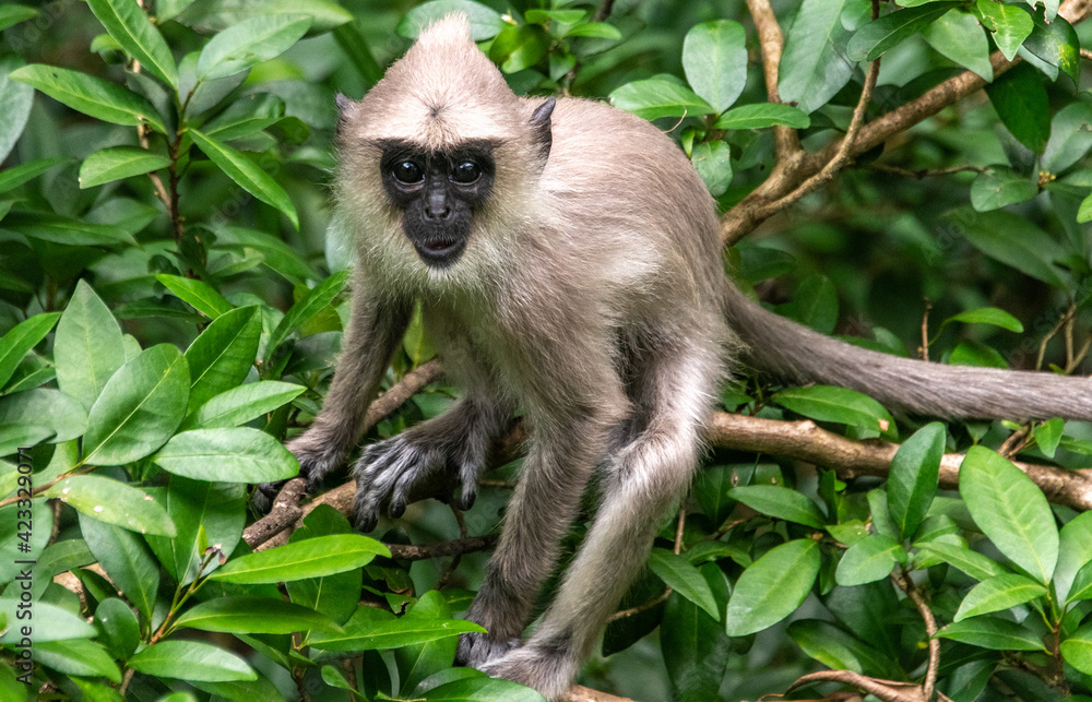 Obraz premium Tufted gray langur monkey in a jungle in Sri Lanka
