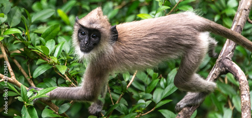 Canvas Print Tufted gray langur monkey in a jungle in Sri Lanka