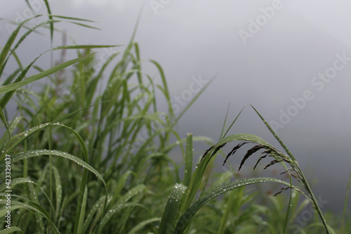 Raindrops on grass on a foggy day