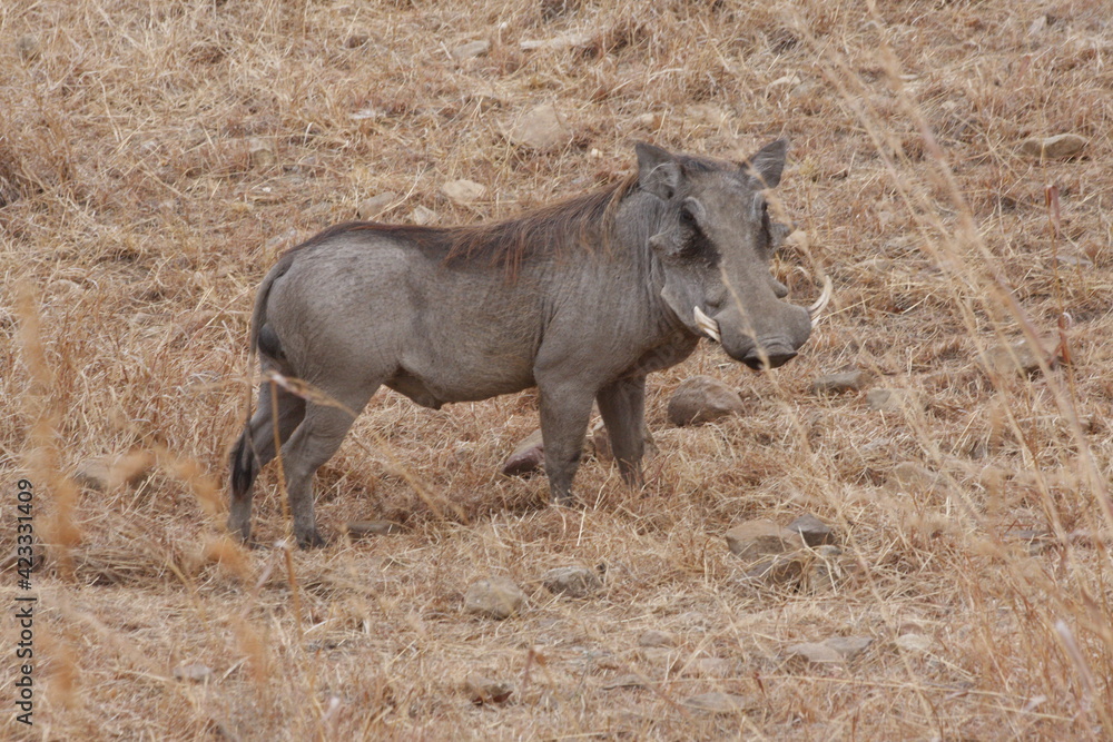 warthog standing in the bush warthog standing in the bush