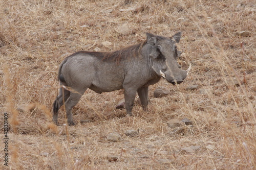 warthog standing in the bush