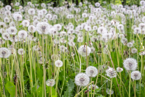 Fluffy dandelions in the meadow  on a warm spring day. 