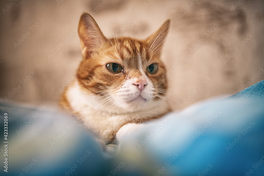 Portrait of a red-haired old domestic cat on the bed, close-up.