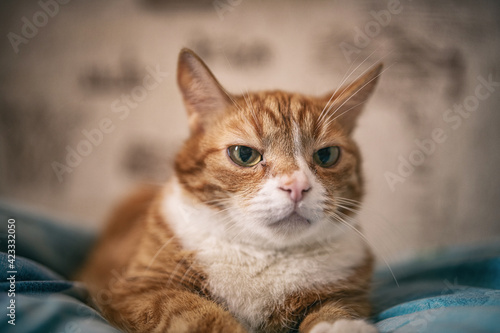 Portrait of a red-haired old domestic cat on the bed  close-up.