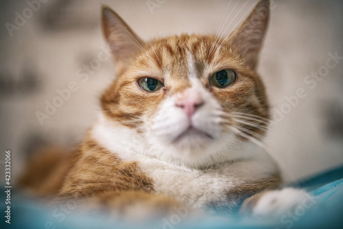 Portrait of a red-haired old domestic cat on the bed, close-up. © shymar27