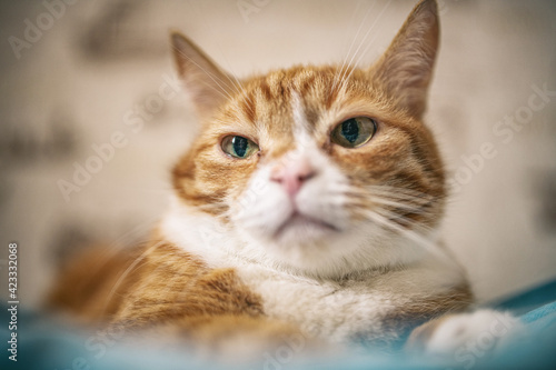 Portrait of a red-haired old domestic cat on the bed, close-up.