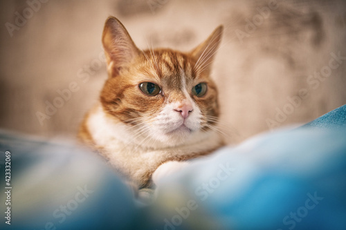 Portrait of a red-haired old domestic cat on the bed, close-up. © shymar27