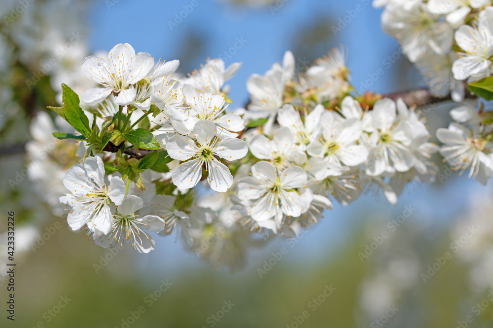 Blühender Kirschbaum, Prunus avium, im Frühling Blühender Kirschbaum, Prunus avium, im Frühling