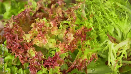 salad lettuce vegetables cleaning a closeup slow motion scene of water drop and splash on fresh hydroponic red coral and green lettuce salad leaves during washing for healthy raw food ingredient