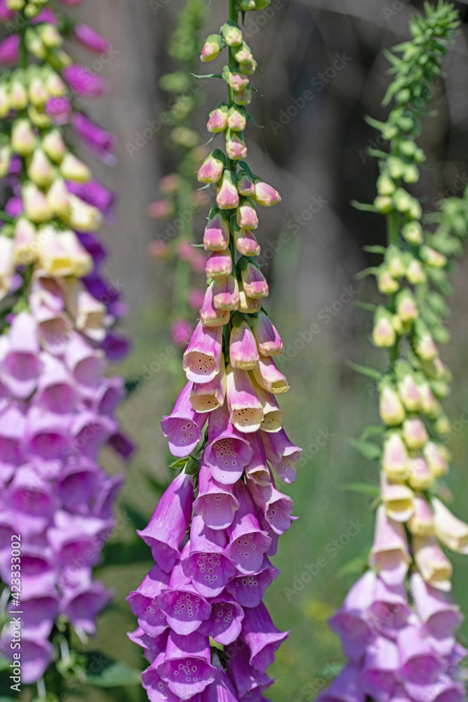 Blühender Roter Fingerhut, Digitalis purpurea, im Wald