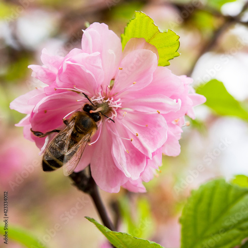 bee on sakura flowers © nikolych