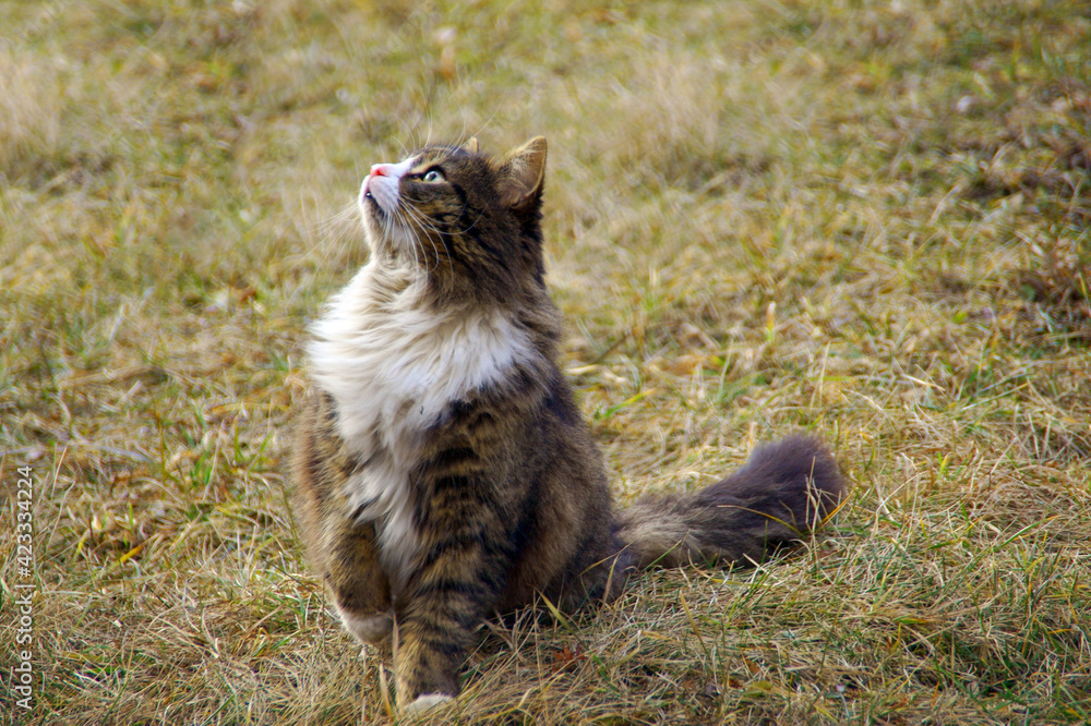 Cute cat looking up