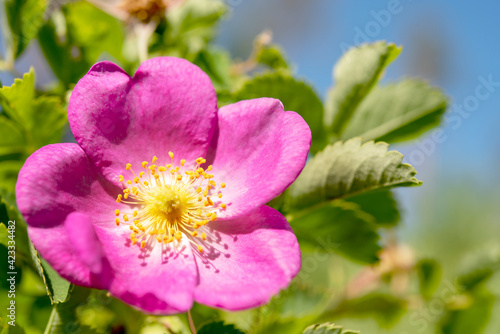 pink flower on a green background