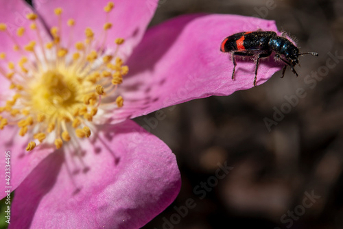 beetle pest on a pink flower