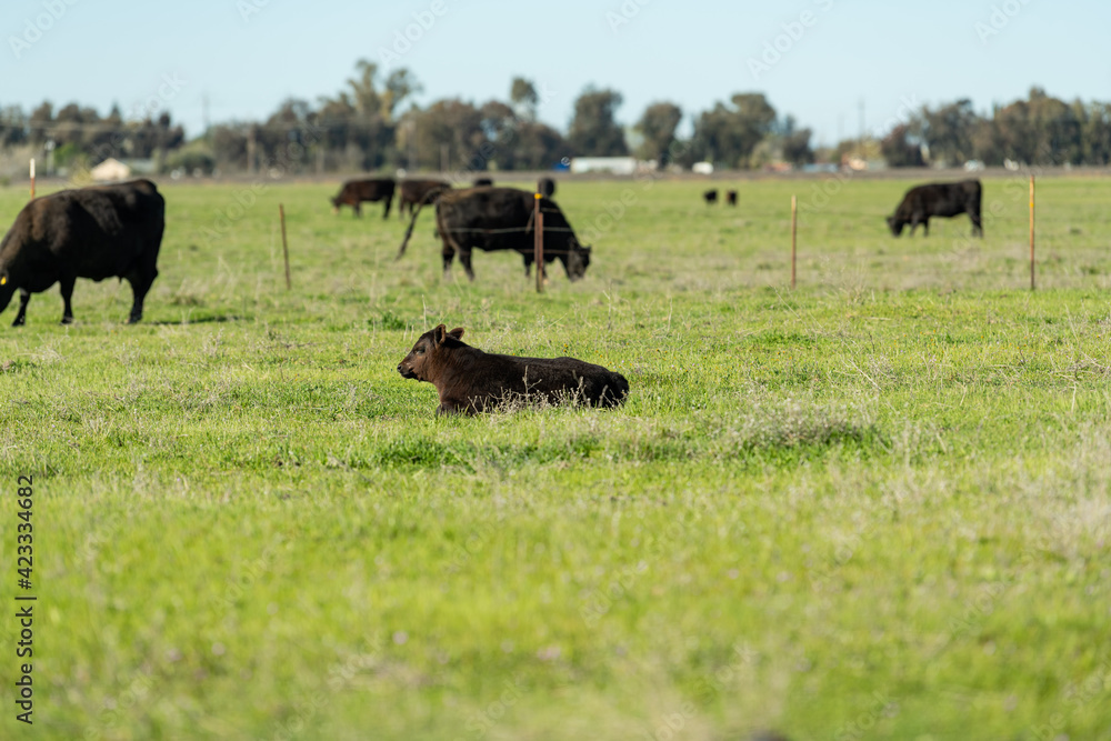 Calf laying in a pasture