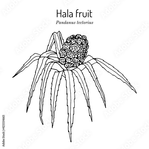 Hala fruit, Pandanus tectorius, edible and medicinal plant