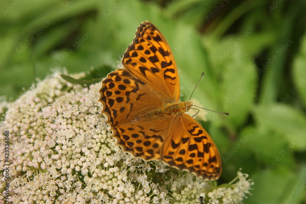 Fototapeta premium Kaisermantel 