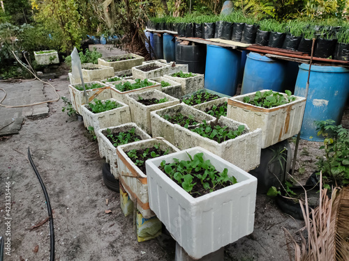 Fresh vegetables grown in polystyrene boxes located in the kitchen garden area.