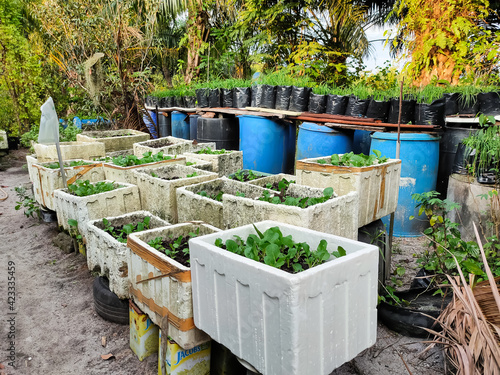 Fresh vegetables grown in polystyrene boxes located in the kitchen garden area.
