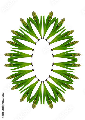Spring. They cursed from the bulbs of hyacinth. Frame on a vertical white sheet of A4 format. Isolate. Seasons. Plants.