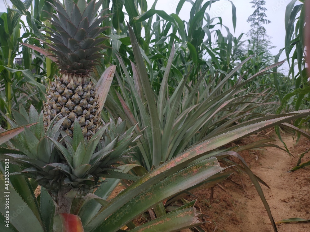 Obraz premium pineapple fruit and leaves, planted in the garden