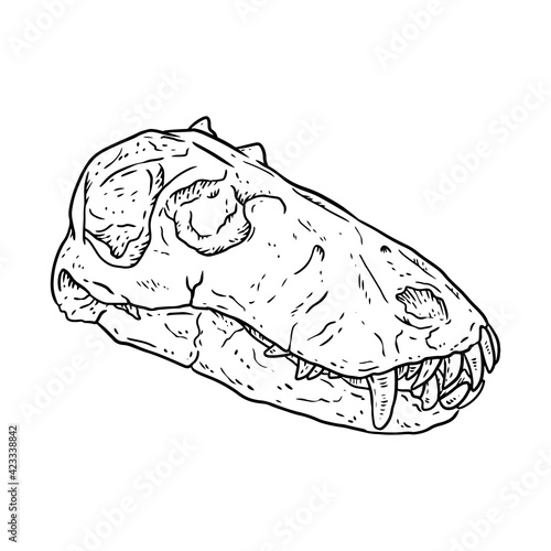 Carnivorous Dinocephalia fossilized skull hand drawn sketch image. Carnivore reptile dinosaur fossil illustration drawing. Vector stock outline silhouette
