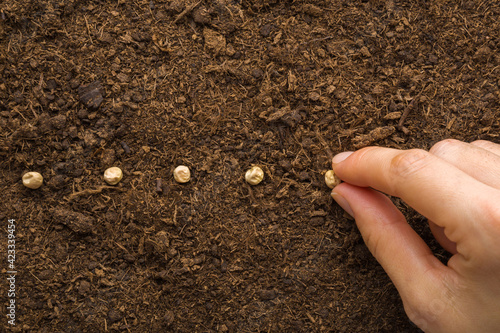 Fotografia, Obraz Young adult woman fingers planting green pea seeds in fresh dark brown soil
