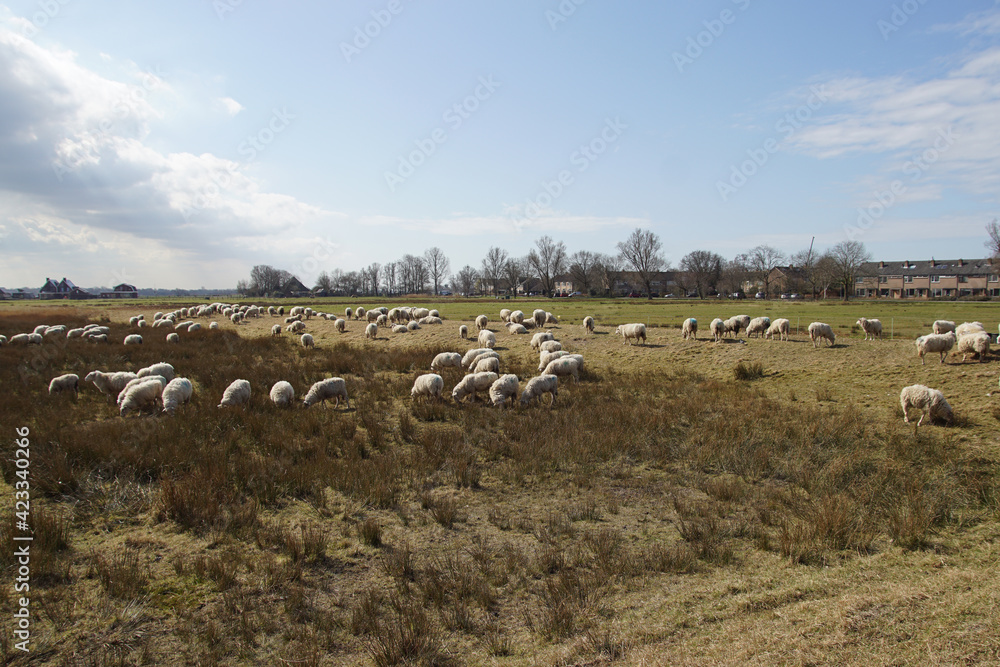 Sheep in the Saenegheest polder nature reserve near the Dutch village of Bergen. Early spring. March, Netherlands.