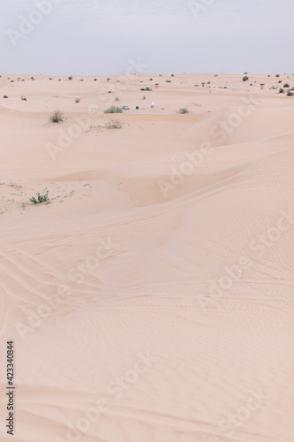 Beautiful desert landscape in Dubai. Dunes and wild bushes.
