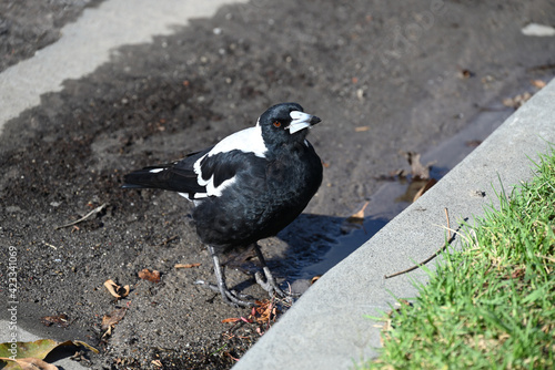 An Australian Magpie after drinking water from the gutter  with a drop of water running down its beak