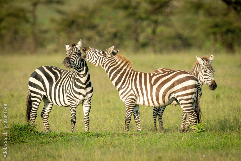 Plains zebra stands nibbling another by foal Plains zebra stands nibbling another by foal